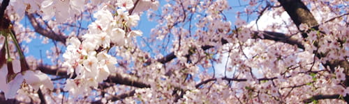ビジネス基礎研修 ~職場の常識編(1日間)