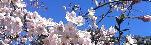 新任管理職研修　～マネジメント基礎力向上編（１日間）