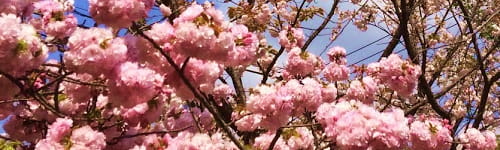 新入社員研修 ~ビジネス基礎研修Ⅰ 職場の常識編(半日間)