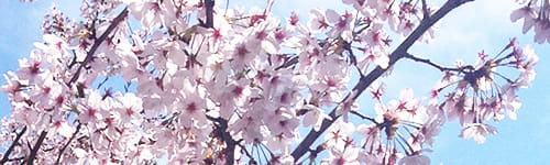 新入社員研修 ~ビジネスマナー習得編(半日間)