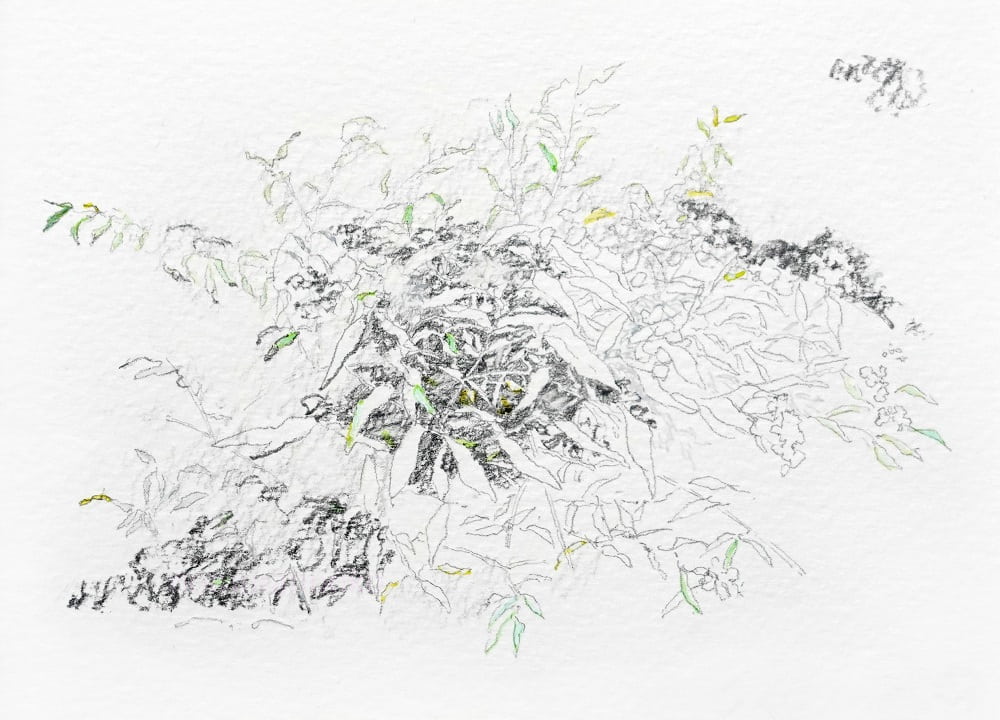 作品画像